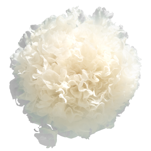 Snow Mushroom