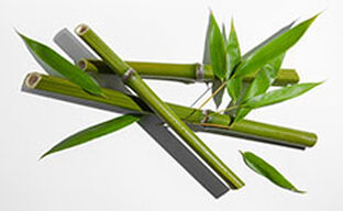 Bamboo
