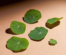 Centella Asiatica